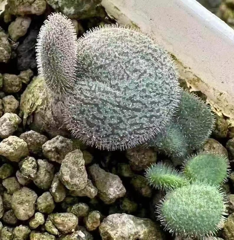 May include: A succulent plant featuring multiple round, disc-shaped leaves with a textured, mottled grey-green surface and fine, hair-like spines along the edges. The plant is nestled among small, irregular, light-colored rocky soil particles.