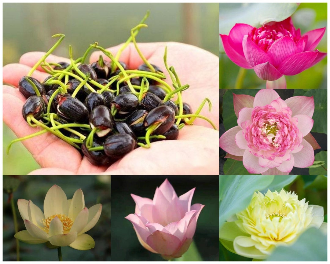 CZ GRAIN Bonsai Water Lily Seeds – 10 Seeds For Indoor/Outdoor Pond, Aquatic Flowering Plant With Lily Pads