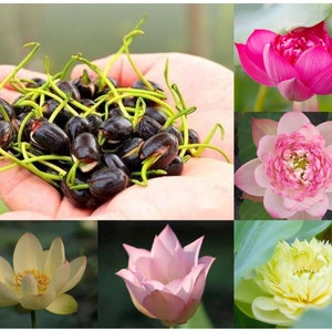 Semillas mixtas de mini bonsái de loto, lirio de loto, nelumbo nucifera, loto de estanque, jardines zen y decoración del hogar.