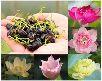 Mixed Mini Bonsai Lotus Seeds, Lotus Lily, Nelumbo Nucifera, Pond Lotus, Zen Gardens and Home Decor