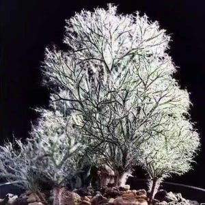 Eriospermum Paradoxum, GROSSE Zwiebeln (Ohne Blätter in Ruhe) Caudex ,Selten