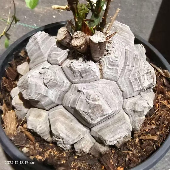 その他 Ozwrt Dioscorea Elephantipes Monoclonius Rare Dioscorea Elephantipes Sp. White Skin Succulent– African