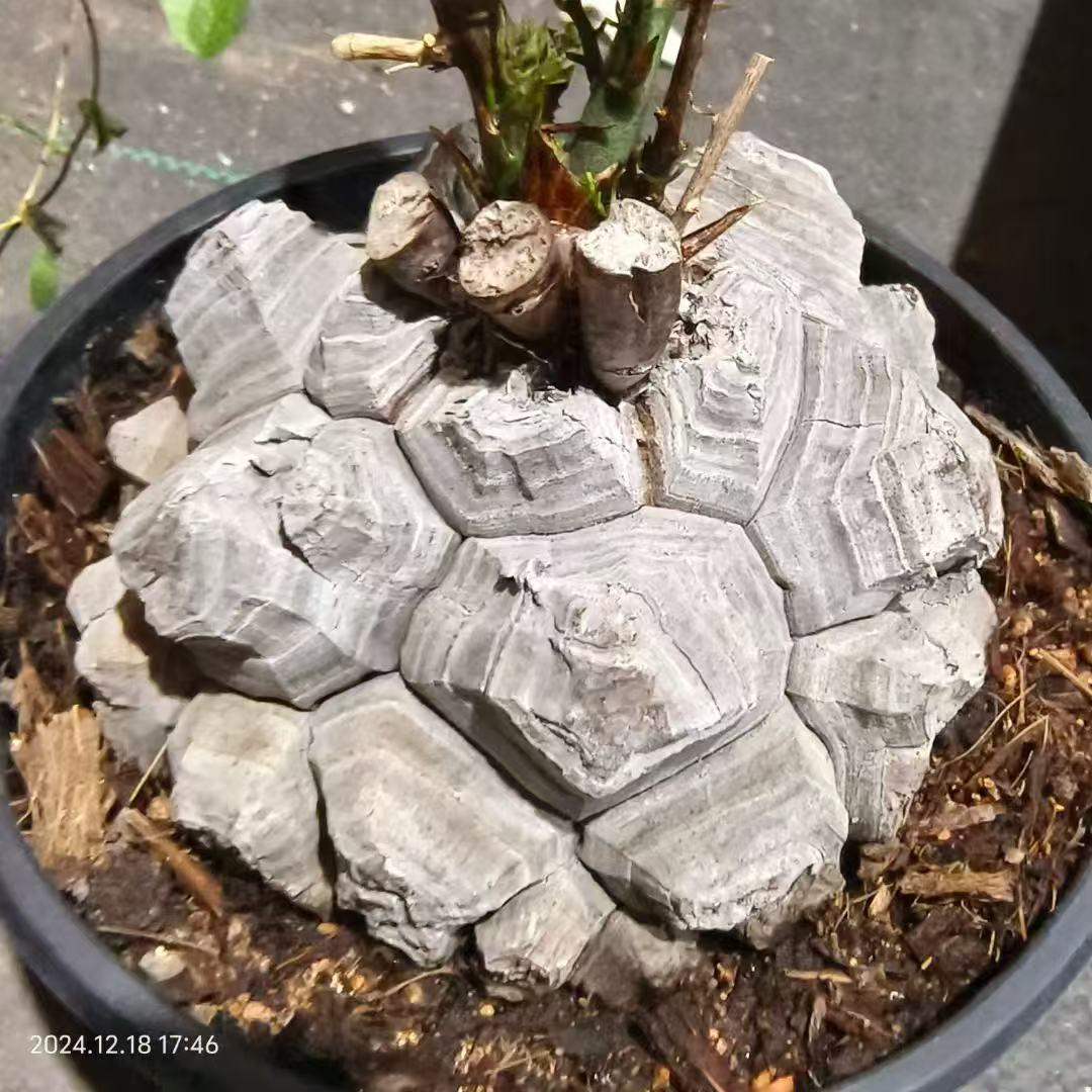 Rare Dioscorea Elephantipes Sp. White Skin Succulent– African