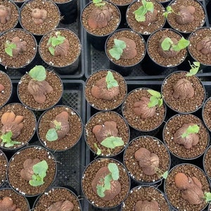 May include: A collection of Dioscorea elephantipes plants, each featuring a textured, woody, brown caudex with small green leaves sprouting from the top, planted in individual black plastic pots filled with brown granular soil.