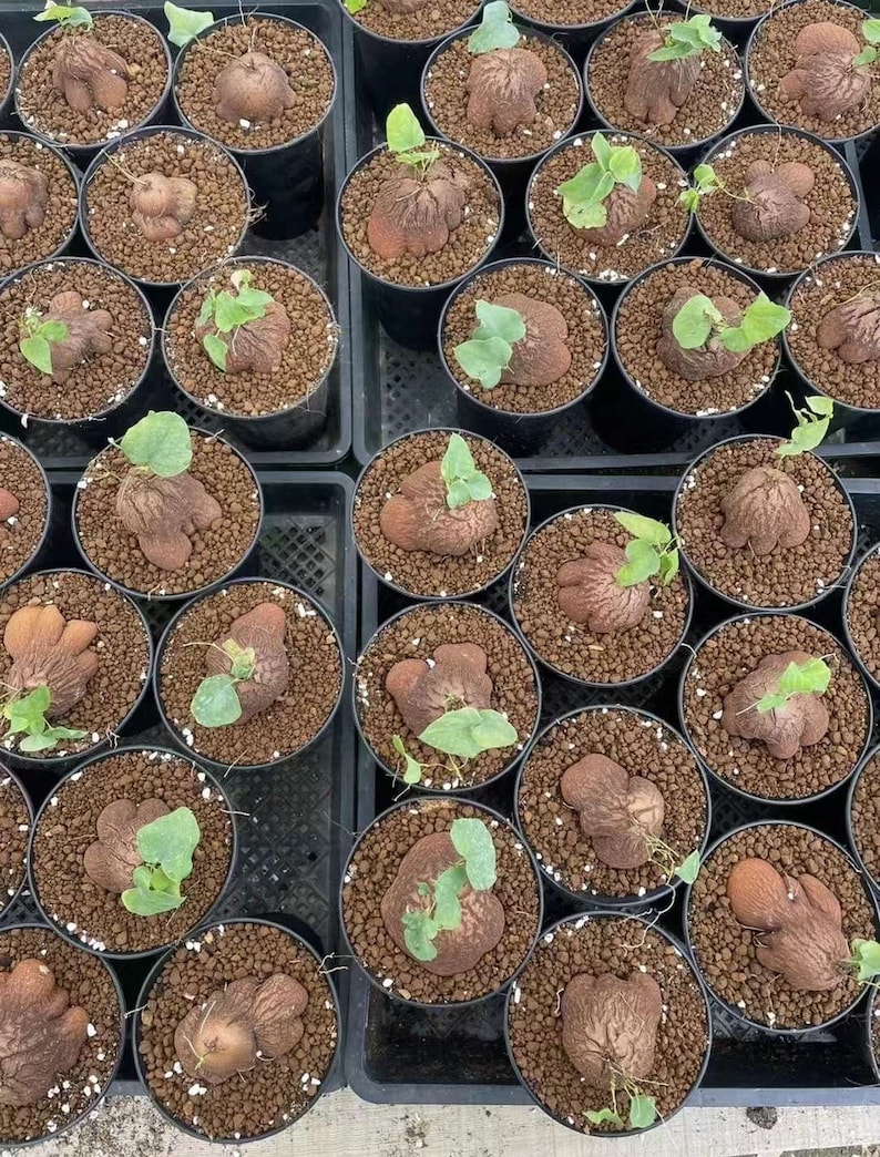 May include: A collection of Dioscorea elephantipes plants, each featuring a textured, woody, brown caudex with small green leaves sprouting from the top, planted in individual black plastic pots filled with brown granular soil.