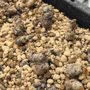 May include: Multiple small, textured, brownish-gray succulent plants emerging from a bed of light tan and beige gravel. The plants have a bumpy, cylindrical appearance with tiny, fuzzy, light brown tufts at their tips, set in a black container.