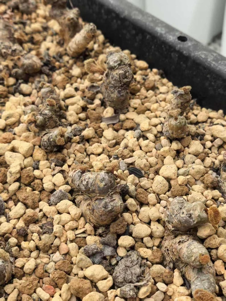 May include: Multiple small, textured, brownish-gray succulent plants emerging from a bed of light tan and beige gravel. The plants have a bumpy, cylindrical appearance with tiny, fuzzy, light brown tufts at their tips, set in a black container.