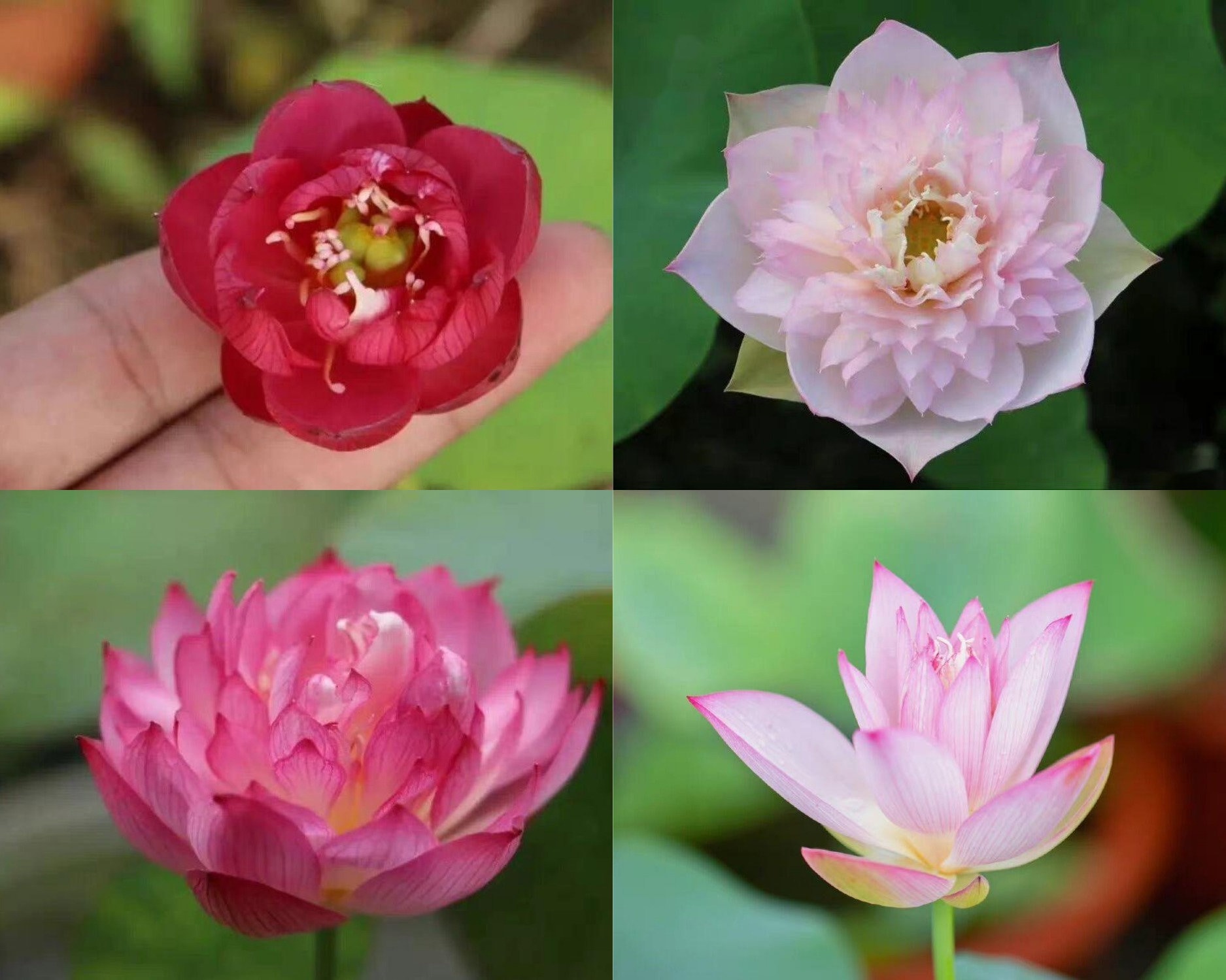 Mixed Mini Bonsai Lotus Seeds, Lotus Lily, Nelumbo Nucifera, Pond Lotus,  Zen Gardens and Home Decor - Etsy