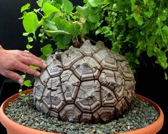 Dioscorea Elephantipes l Exotic Elephant Foot l Rare Succulent Plant