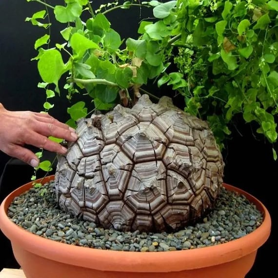 Dioscorea Elephantipes l Exotic Elephant Foot l Rare Succulent