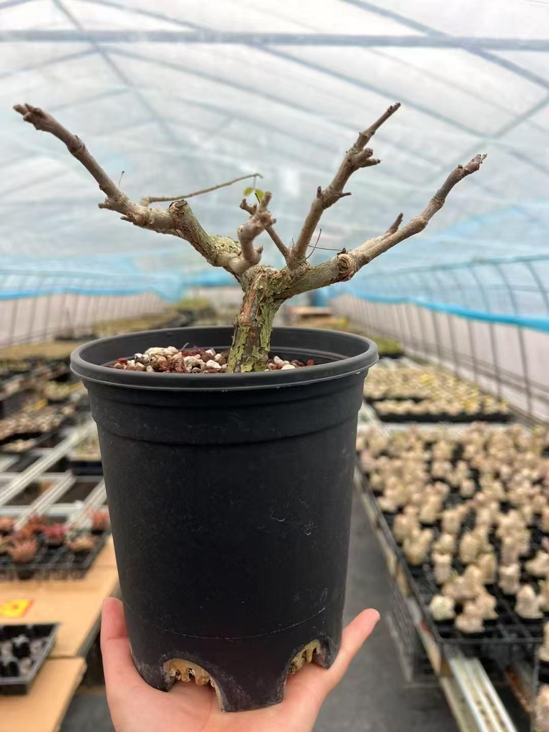 Commiphora Orbicularis Seeds – Rare Caudiciform Succulent Tree