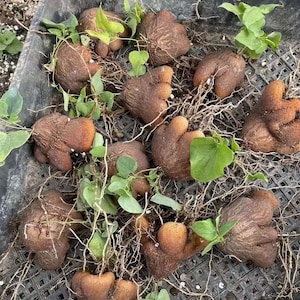May include: A collection of brown, textured yam tubers with irregular, bulbous shapes and small, sprouting green leaves. The tubers feature rough, earthy skins and thin, fibrous roots, arranged together in a dark, grid-patterned plastic tray.