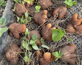 Dioscorea Hemicrypta, Elephant's-foot, Rare Caudex Succulent Plant