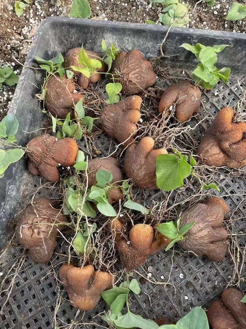 May include: A collection of brown, textured yam tubers with irregular, bulbous shapes and small, sprouting green leaves. The tubers feature rough, earthy skins and thin, fibrous roots, arranged together in a dark, grid-patterned plastic tray.