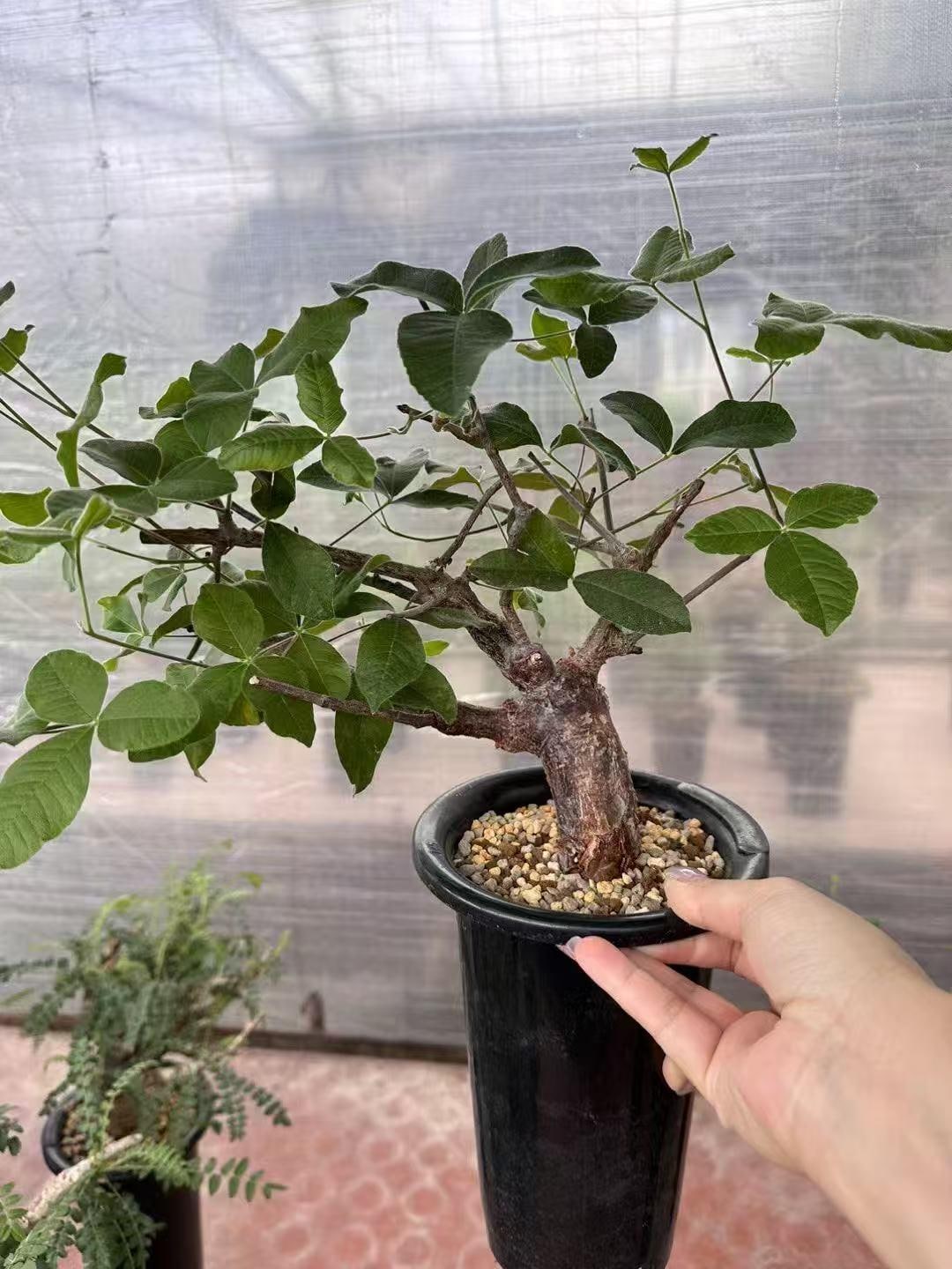 Commiphora Orbicularis Seeds – Rare Caudiciform Succulent Tree
