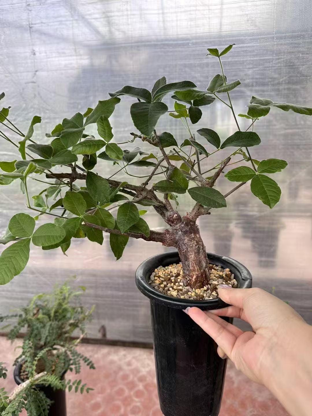 塊根植物 Commiphora orbicularis 塊根植物 Commiphora orbicularis 塊根植物 Commiphora orbicularis