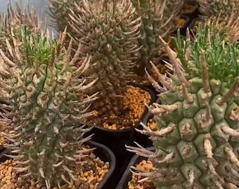 Euphorbia schoenlandii Samen | Seltener Caudex Euphorbia | Exotischer Sukkulenten Baum | Sammler Pflanzensamen