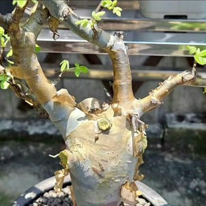 Commiphora plants - Etsy 日本