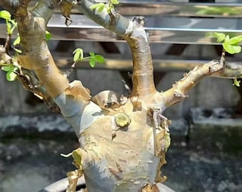 Commiphora holtziana Seeds | Rare Myrrh Tree | Caudex Bonsai Plant | Exotic Drought-Tolerant Tree Seeds