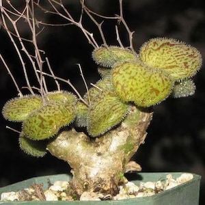 May include: A succulent plant with a thick, textured, light-colored trunk and multiple rounded, fuzzy green leaves featuring brown mottled patterns. The plant has thin, bare, branching stems extending upward and is potted in a green container.