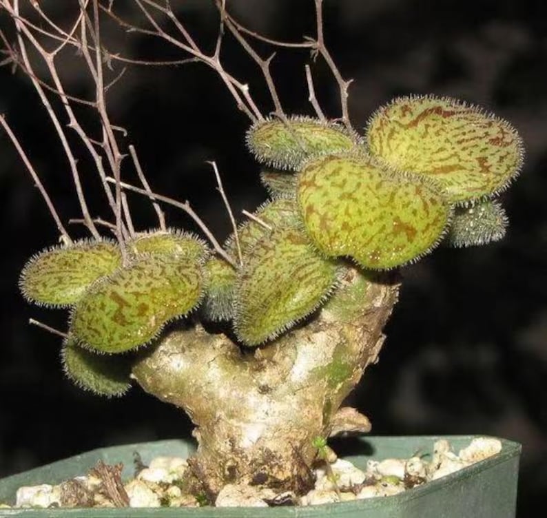 May include: A succulent plant with a thick, textured, light-colored trunk and multiple rounded, fuzzy green leaves featuring brown mottled patterns. The plant has thin, bare, branching stems extending upward and is potted in a green container.