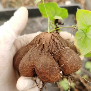 May include: A brown, textured, multi-lobed caudex of a plant with a rough, cracked surface. Thin, light green stems and heart-shaped leaves emerge from the top center of the bulbous structure, with fine, thin roots extending from the base.