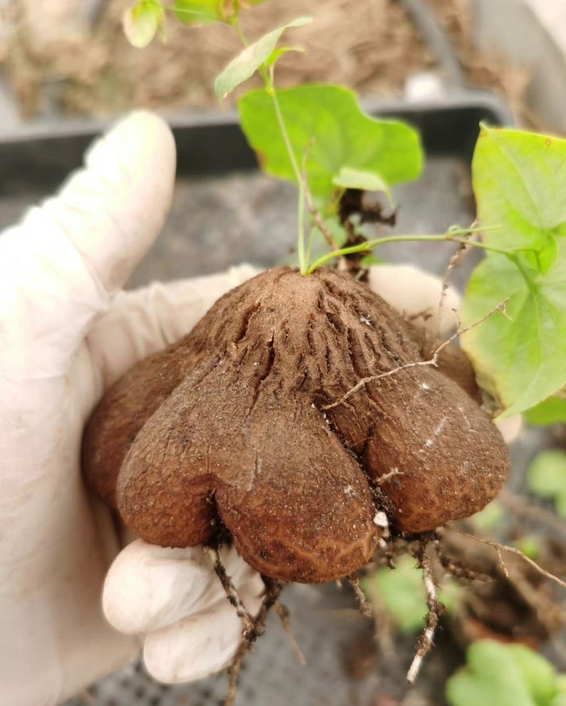May include: A brown, textured, multi-lobed caudex of a plant with a rough, cracked surface. Thin, light green stems and heart-shaped leaves emerge from the top center of the bulbous structure, with fine, thin roots extending from the base.