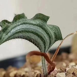 May include: A close-up of a small plant with a large, textured, green leaf. The leaf has a wavy edge and dark green stripes. The stem is thin and brown, with small hairs. The plant is set against a neutral background.