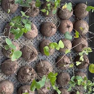 May include: A black plastic nursery tray containing multiple round, textured brown caudex plants. Each plant features a woody, spherical base with thin, vining stems and small, heart-shaped green leaves growing from the top of the bulbous structures.