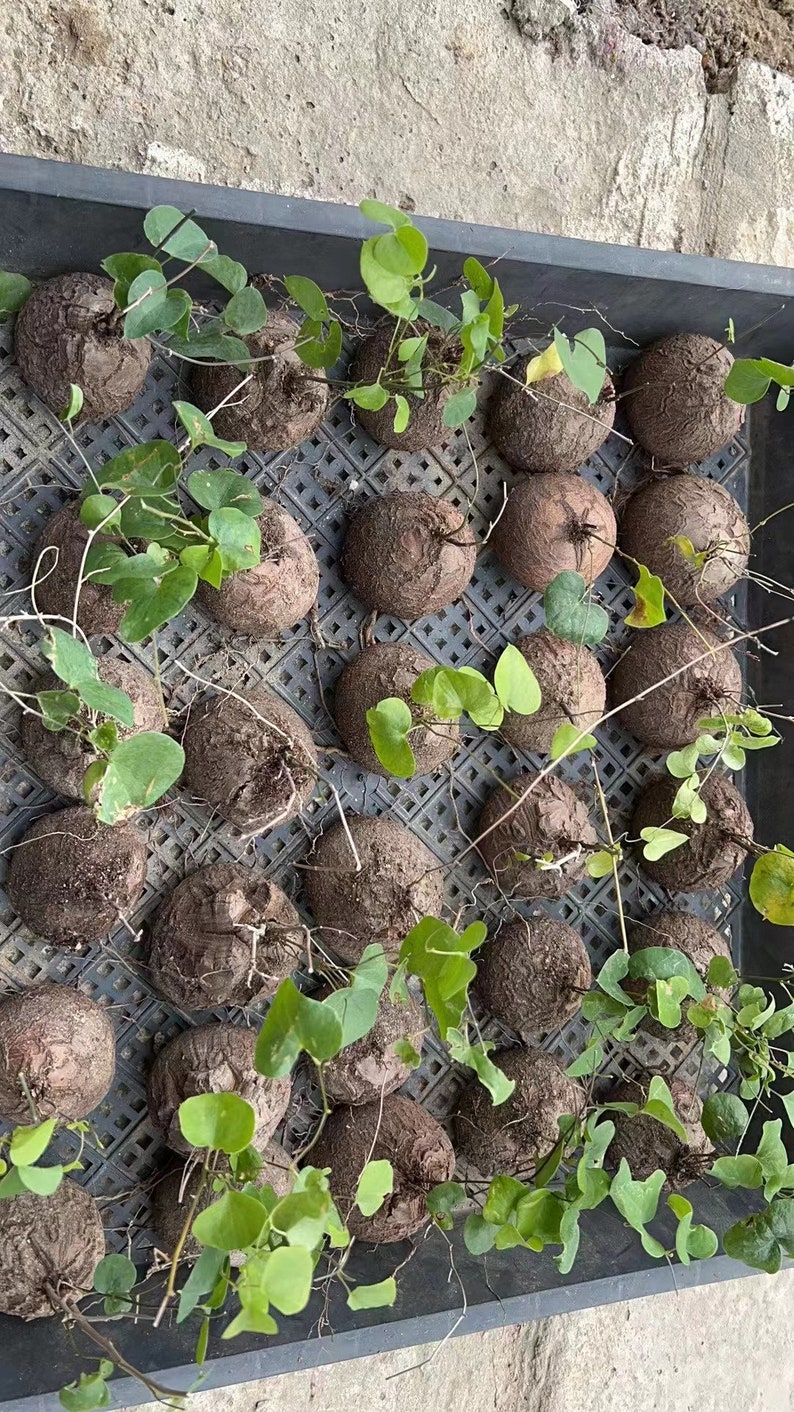 May include: A black plastic nursery tray containing multiple round, textured brown caudex plants. Each plant features a woody, spherical base with thin, vining stems and small, heart-shaped green leaves growing from the top of the bulbous structures.