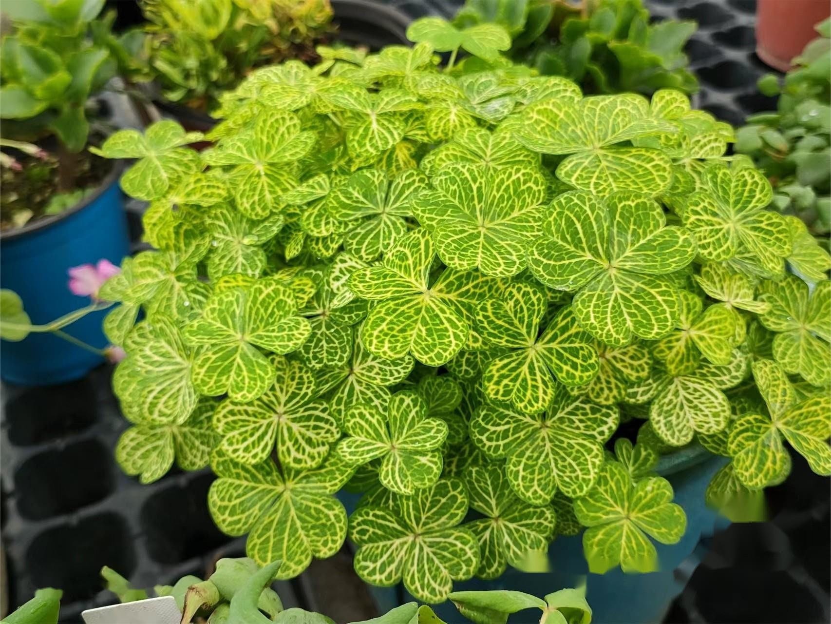 Oxalis Corymbosa ’Aureo Reticulata'