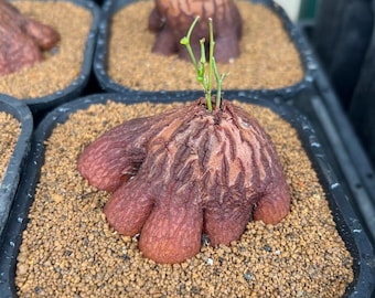 Dioscorea Hemicrypta, elephant's-foot, rare caudex succulent plant!
