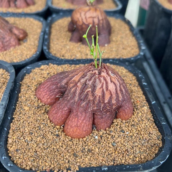 Dioscorea Hemicrypta, elephant's-foot, rare caudex succulent plant!