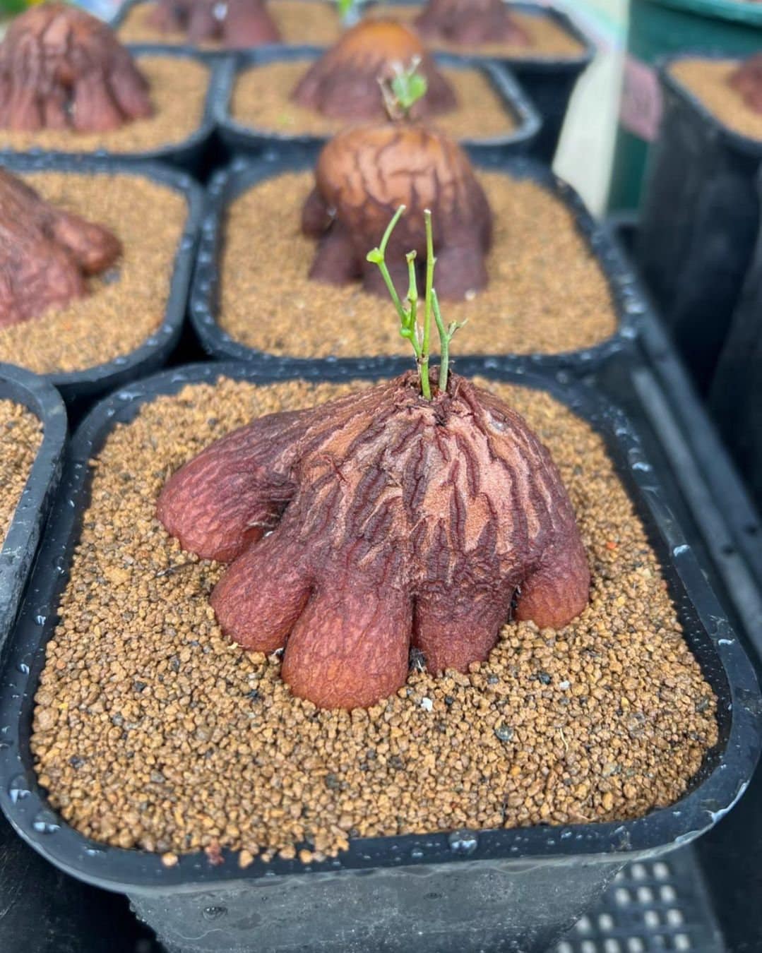 その他 ozwrt Dioscorea meiolania Dioscorea Hemicrypta, Elephant's-foot, Rare Caudex Succulent Plant