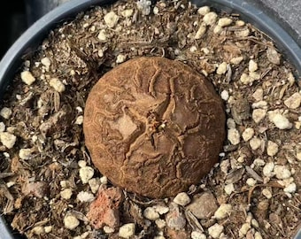 Dioscorea Elephantipes Pflanze