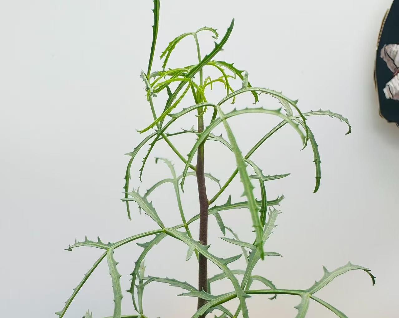 Commiphora Gracilifrondosa Seeds | Rare Caudex Tree | Exotic Myrrh