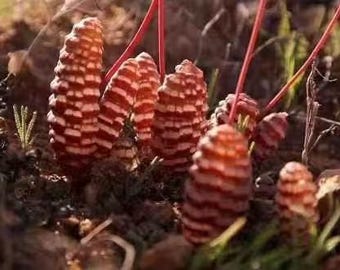 Bulbine Bruynsii Seeds – Rare South African Caudex Succulent – Drought Tolerant Container Plant – Collector Caudiciform