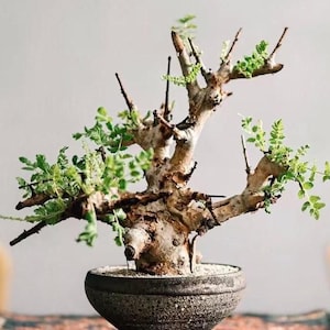 Puede incluir: Un árbol bonsái con un tronco y ramas texturizados y de color claro, adornado con pequeñas hojas verdes. El árbol está plantado en una maceta de cerámica oscura y moteada. El fondo es de color neutro.