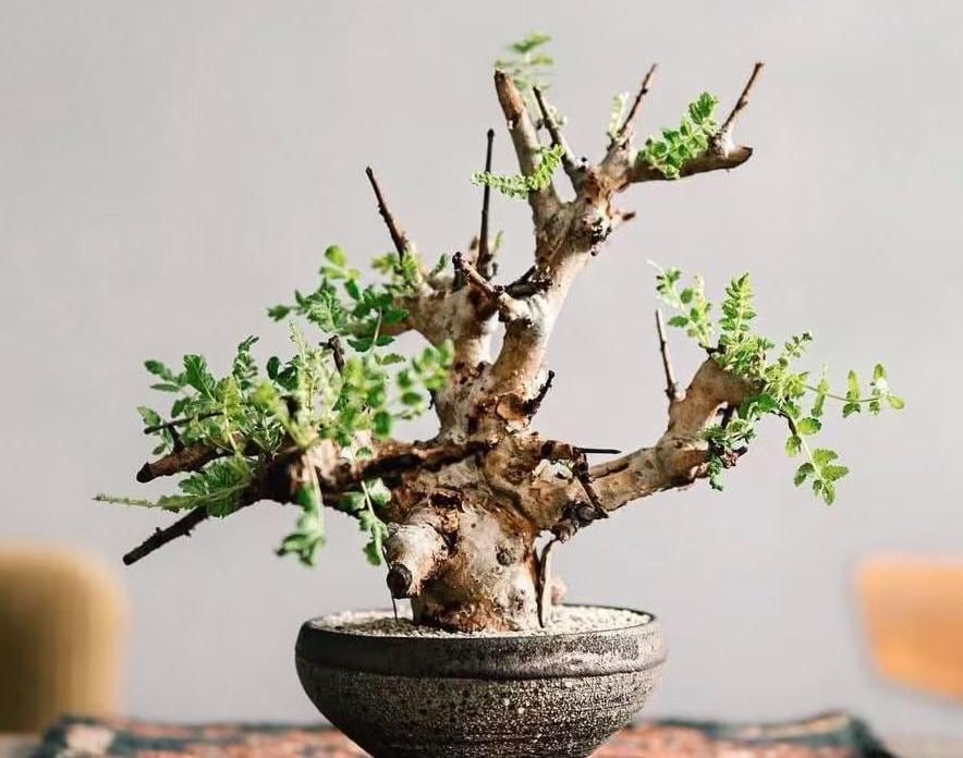 Boswellia seeds - Etsy 日本