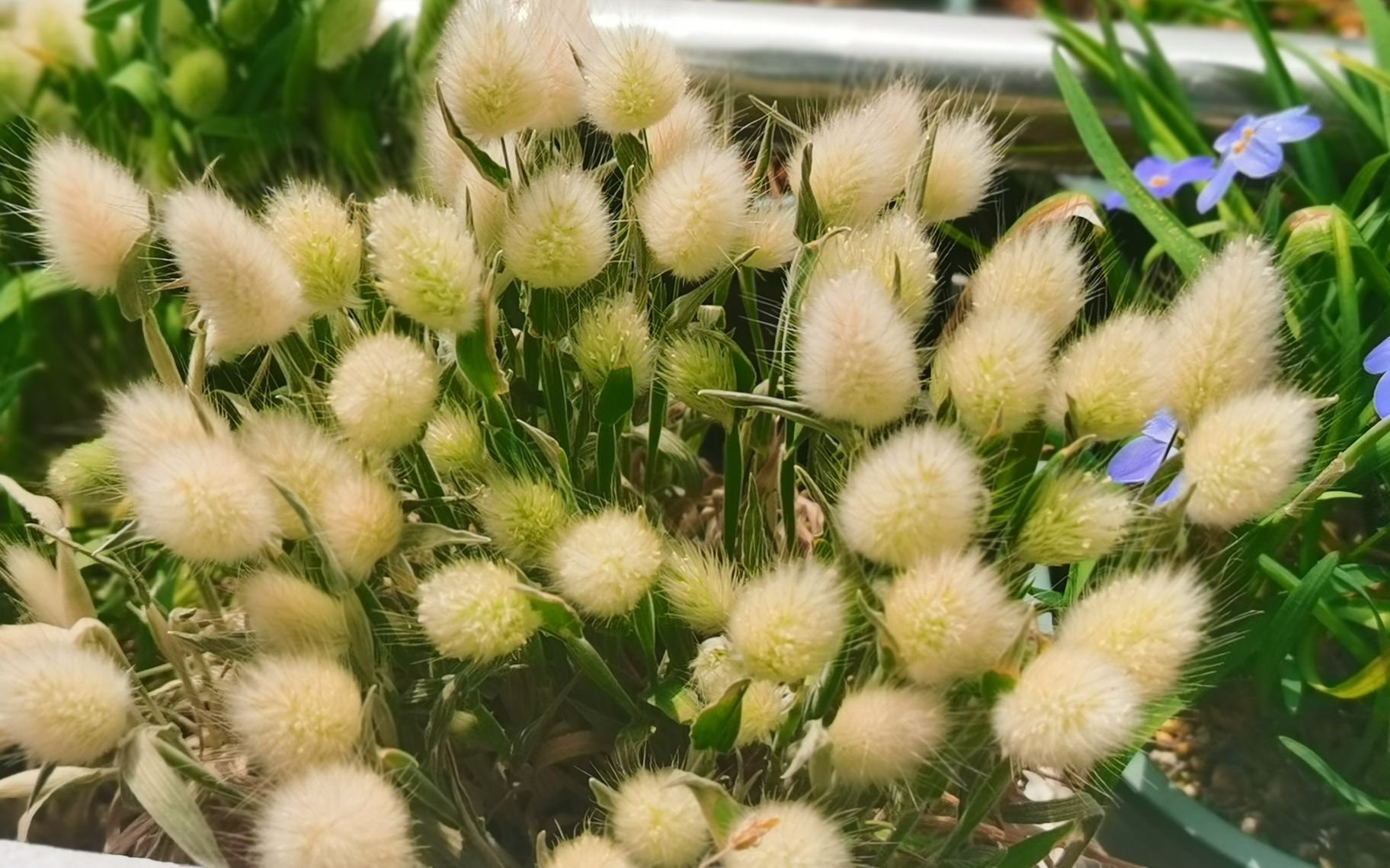 Bunny Tail Grass Seed Lagurus Ovatus Seeds Hare's Tail Etsy