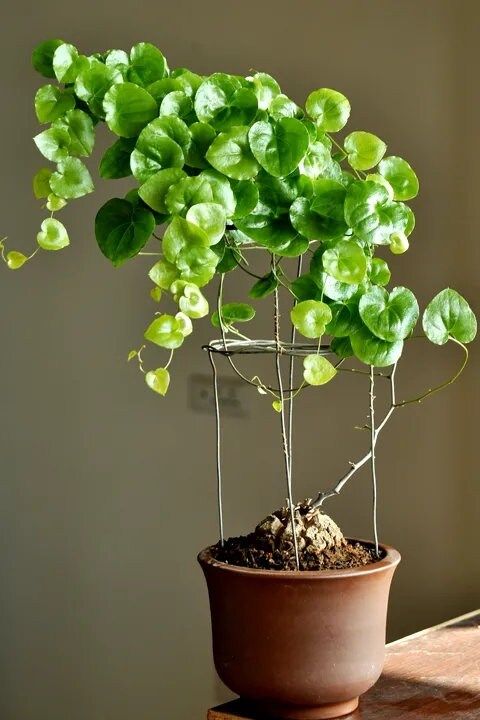 Dioscorea Elephantipes L Exotic Elephant Foot L Rare Succulent