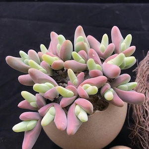 May include: A close-up of a succulent plant with pink and green leaves. The plant is in a brown pot.