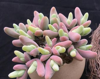 Gibbaeum Shandii SEEDS