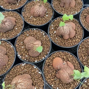 May include: A collection of Dioscorea elephantipes plants in black plastic pots filled with brown volcanic rock soil. Each plant features a large, round, brown, textured caudex with deep fissures and small green leaves sprouting from the top.