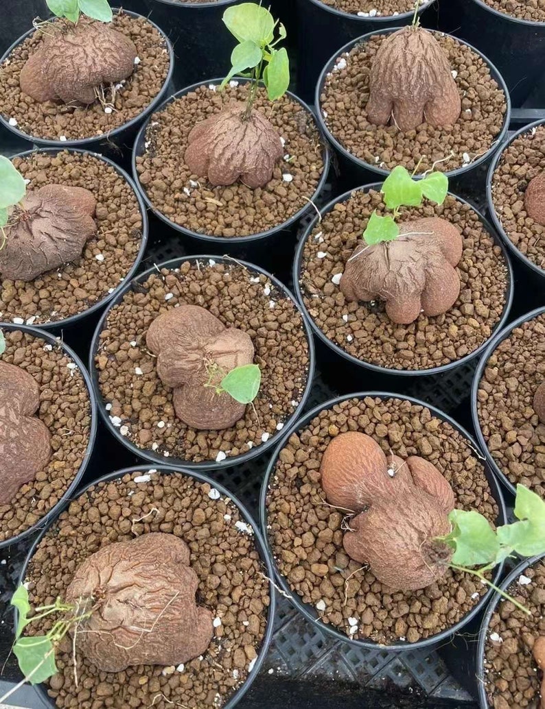 May include: A collection of Dioscorea elephantipes plants in black plastic pots filled with brown volcanic rock soil. Each plant features a large, round, brown, textured caudex with deep fissures and small green leaves sprouting from the top.