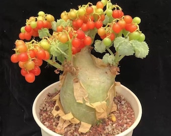Cyphostemma Uter Seeds | Rare Succulent Seeds for Bonsai & Ornamental Growing
