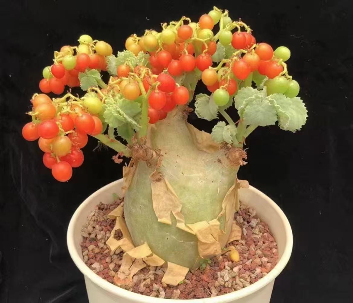 Cyphostemma Uter Seeds | Rare Succulent Seeds for Bonsai