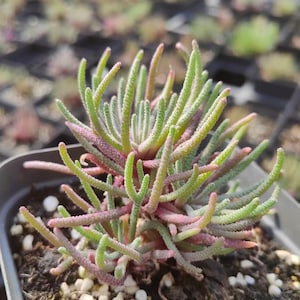 Phyllobolus Resurgens | Rare Caudex Mesemb Succulent | South African Collector’s Plant