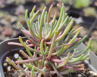 Phyllobolus Resurgens | Rare Caudex Mesemb Succulent | South African Collector’s Plant