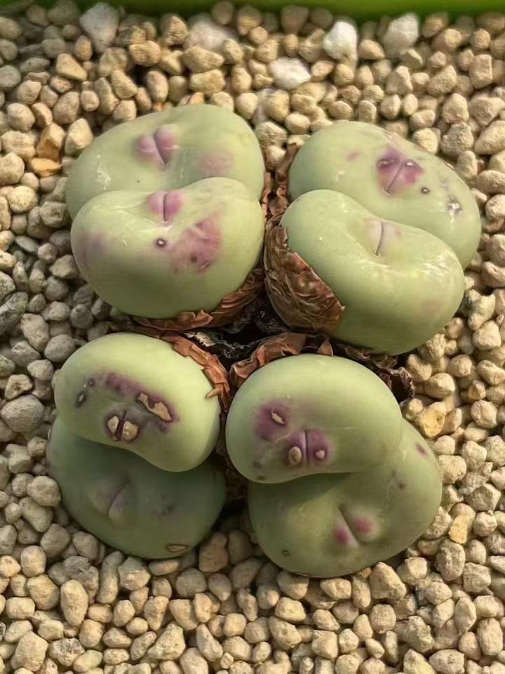レビュー高評価アイテム特集｜ファッション通販 Conophytum Pageae Etsy - SEEDS 'subrisum' その他多肉植物